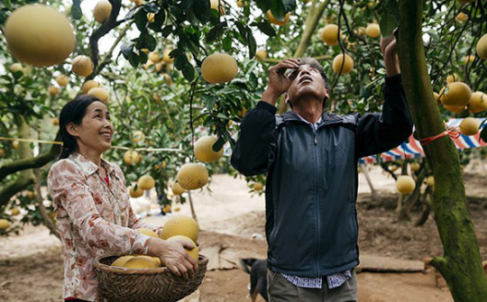 Hỗ trợ, kết nối tiêu thụ bưởi Phúc Trạch trên các sàn thương mại điện tử