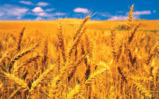 FAO dự báo dự trữ ngũ cốc thế giới tăng lần đầu sau 4 năm