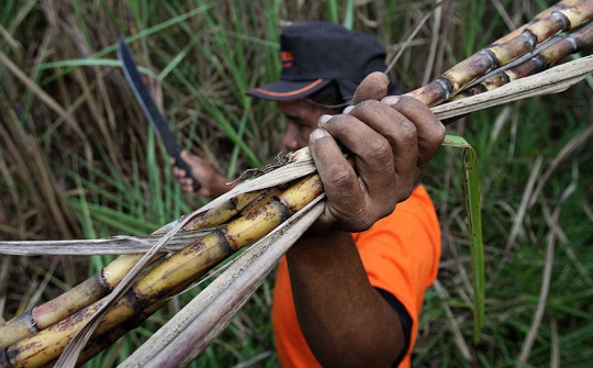 Giá đường thế giới chạm mức cao kỷ lục, nguồn cung đường từ Brazil giảm mạnh