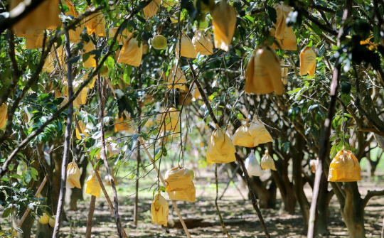 Đưa hộ sản xuất nông nghiệp lên thương mại điện tử