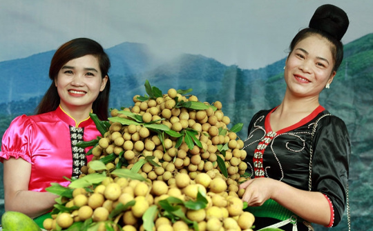 Phân bón Văn Điển đồng hành cùng nông dân Sơn La đón những mùa vụ bội thu