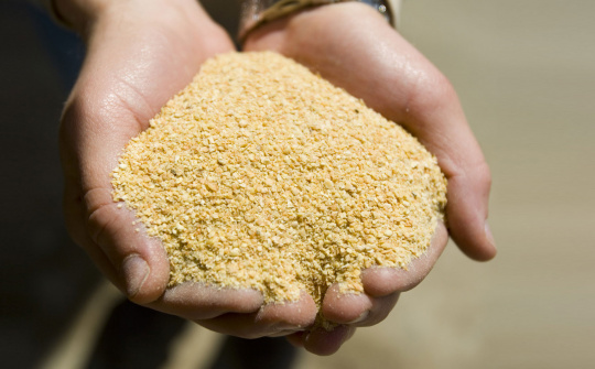 Dự báo giá khô đậu tương tại Hoa Kỳ sẽ giảm nhẹ