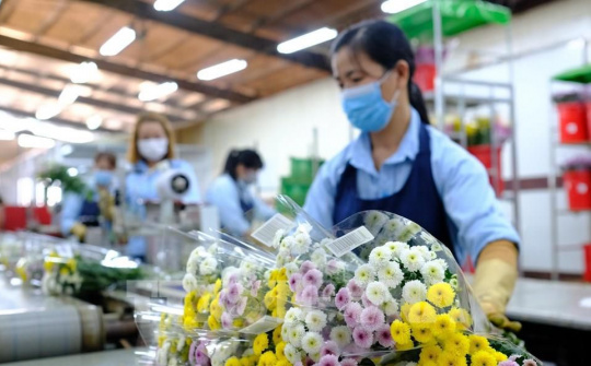 100 triệu cành hoa ở Lâm Đồng cần được hỗ trợ tiêu thụ