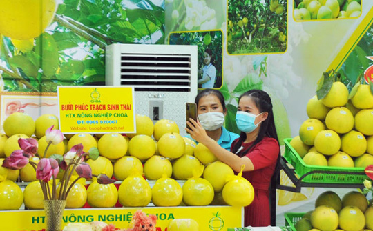 Bưởi Phúc Trạch có bảo hộ từ EU, lần đầu tiên mở bán trên 7 sàn thương mại điện tử