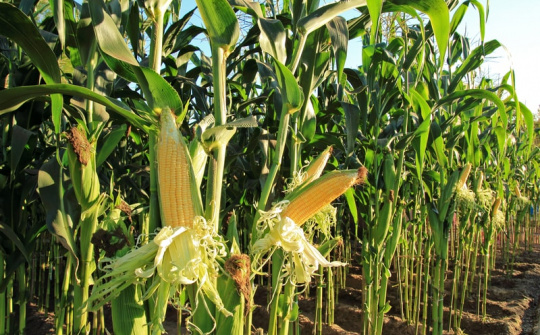Giá ngô giao dịch giằng co trước kỳ thu hoạch ngô vụ mới của Hoa Kỳ