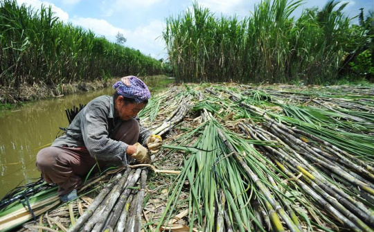 Ngành sản xuất trong nước cáo buộc đường mía Thái Lan lẩn tránh thuế phòng vệ thương mại