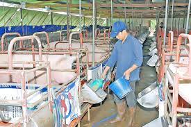 Hoàn thiện giải pháp phát triển ngành sản xuất thức ăn chăn nuôi của Việt Nam trong tình hình mới