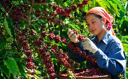 Chưa đáp ứng được tiêu chuẩn về chất lượng, xuất khẩu cà phê sang Anh giảm