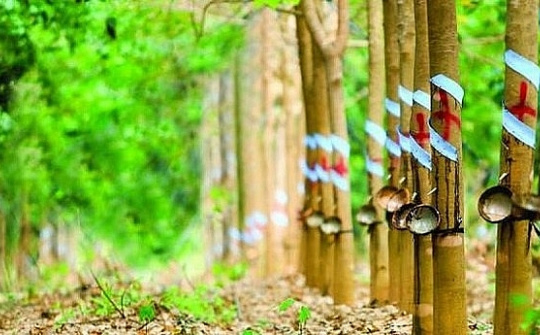 Xuất khẩu cao su sang Ấn Độ tăng trưởng mạnh cả về lượng và trị giá