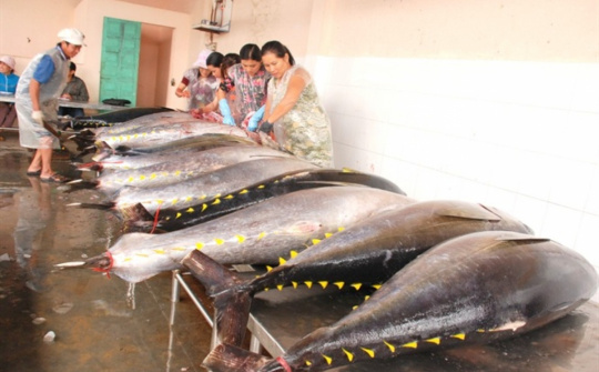 Xuất khẩu cá ngừ sang EU tăng mạnh nhờ “đòn bẩy” EVFTA