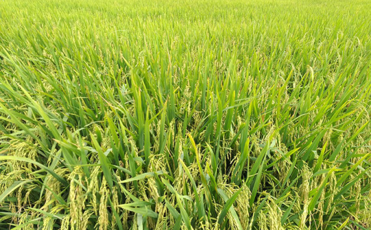 Giảm lượng giống: Chuyện nhỏ mà không nhỏ trong mô hình canh tác lúa thông minh