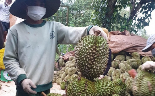 Hàng chục ngàn tấn bơ, sầu riêng Tây Nguyên được tiêu thụ qua sàn thương mại, siêu thị