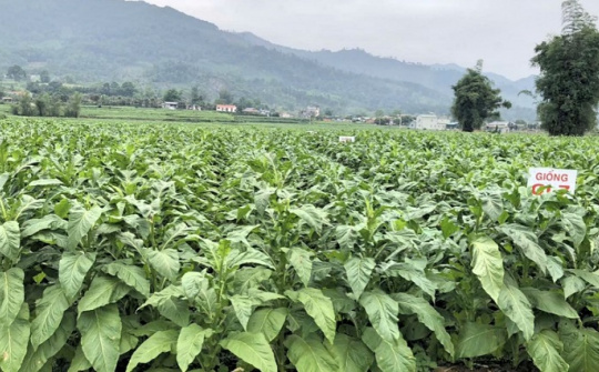 Công ty Cổ phần Ngân Sơn phát động phong trào thi đua trong lao động