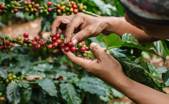 Giá cà phê Robusta chạm mức cao nhất 4 năm trở lại đây
