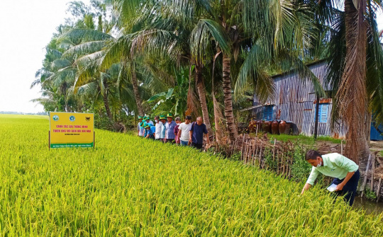 "Bí quyết" để canh tác lúa thông minh trên vùng đất nhiễm mặn