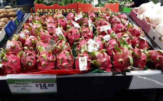 Được đánh giá 5 sao, thanh long Việt Nam rộng đường vào Úc