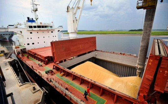 Giá khô đậu tương Nam Mỹ đạt mức cao kỷ lục khi nguồn cung suy giảm