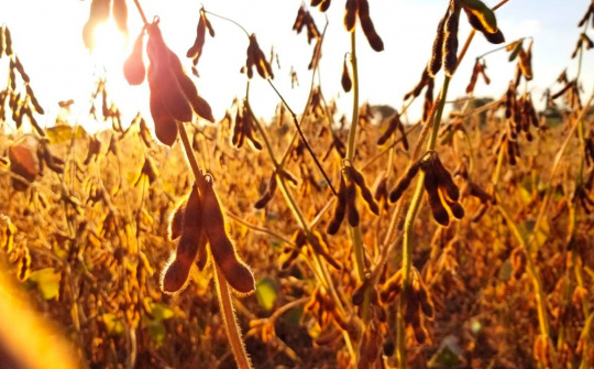 Giá ngô và giá đậu tương có thể tăng đột biến trong thời gian tới?