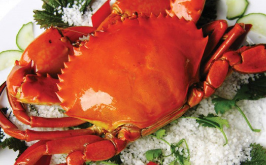 Tổng quan kỹ thuật ương ấu trùng cua biển (Scylla) ở các giai đoạn zoea