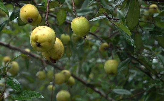 Hỗ trợ bà con thoát nghèo từ đất rừng nghèo kiệt Mù Cang Chải