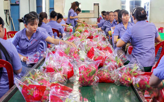 Tìm hướng xuất khẩu mới cho thanh long trong "mùa dịch"