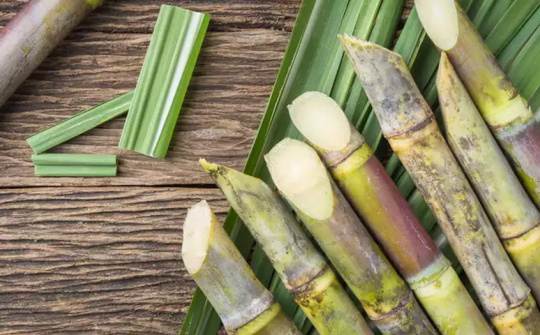 Nghiên cứu sự hài lòng của khách hàng đối với sản phẩm dinh dưỡng cây trồng Tiến Nông chuyên dùng cho cây mía