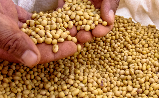 Giá đậu tương chịu áp lực giảm khi sức mua từ Trung Quốc suy yếu