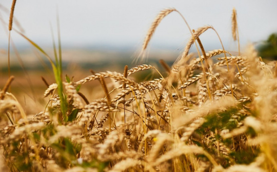 Giá ngô và lúa mì thế giới tăng mạnh trước rủi ro đứt gãy nguồn cung từ Nga và Ukraine