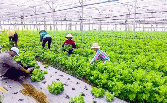 Giải pháp cơ cấu lại kinh tế nông nghiệp huyện Mỹ Tú, tỉnh Sóc Trăng