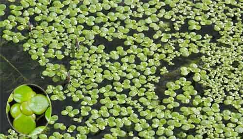 Nghiên cứu quá trình trích ly chlorophyll từ bèo tấm (Lemnoideae) bằng dung môi