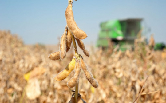 Giá đậu tương bật tăng mạnh do tình trạng khô hạn nghiêm trọng tại Nam Mỹ