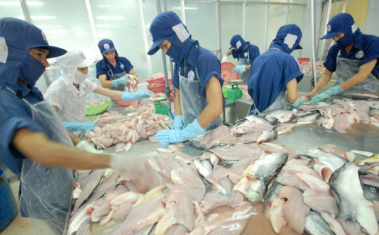Nhiều nước ASEAN tăng cường nhập khẩu cá tra Việt Nam