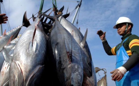 Xuất khẩu cá ngừ sang Trung Đông tăng cao nhất trong 5 năm qua