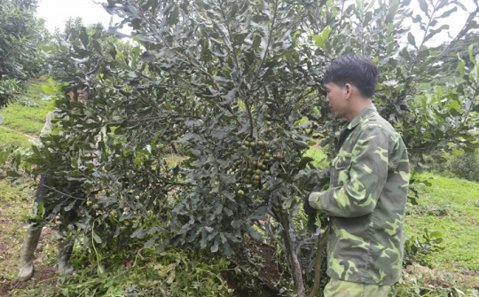 Điện Biên: Từng bước hình thành ngành hàng Mắc ca theo chuỗi giá trị sản phẩm
