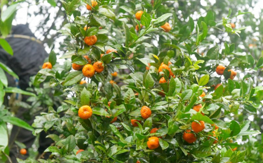 Bá Thước: Thúc đẩy tiêu thụ nông sản đặc trưng