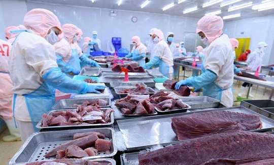 Xuất khẩu cá ngừ sang Anh tháng 9 tăng 162% so cùng kỳ