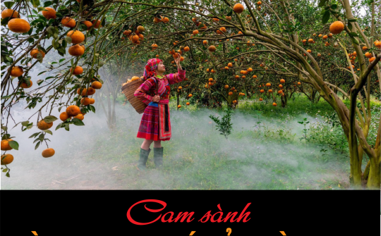 Cam sành - Vàng trong đá của Hà Giang