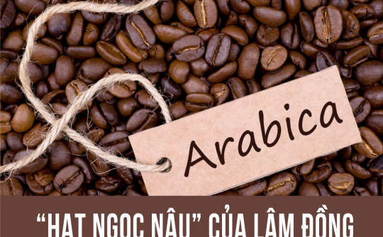Cà phê Arabica: “Hạt ngọc nâu” của Lâm Đồng