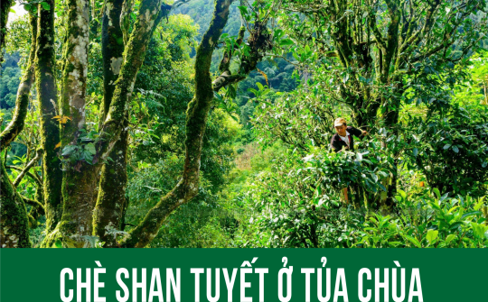 Chè Shan Tuyết ở Tủa Chùa