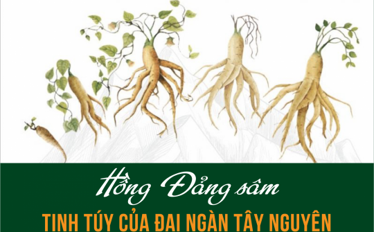 Hồng Đảng sâm: Tinh túy của đại ngàn Tây Nguyên