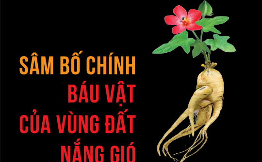Sâm Bố Chính: Báu vật của vùng đất nắng gió