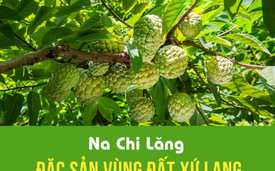 Na Chi Lăng - Ngọt thơm đặc sản vùng đất xứ Lạng