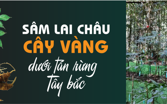 Sâm Lai Châu  - Cây vàng dưới tán rừng Tây bắc