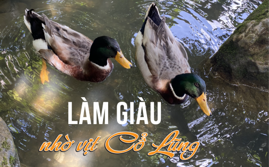 Làm giàu nhờ vịt Cổ Lũng
