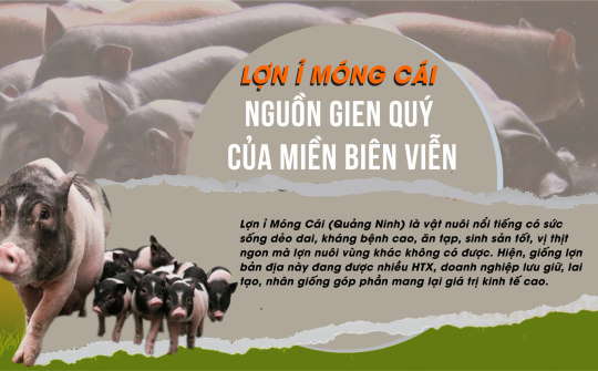 Lợn Ỉ Móng Cái: Nguồn gien quý của đất biên viễn