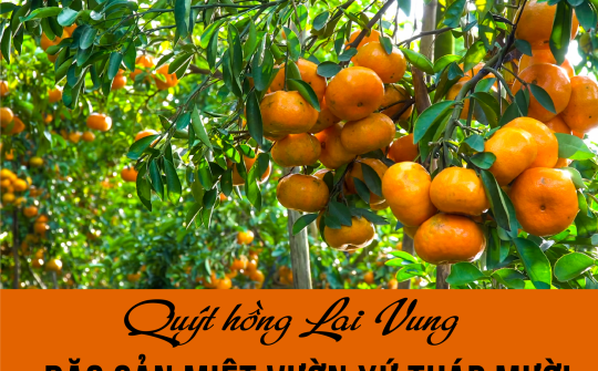 Quýt hồng Lai Vung: Đặc sản miệt vườn xứ Tháp Mười