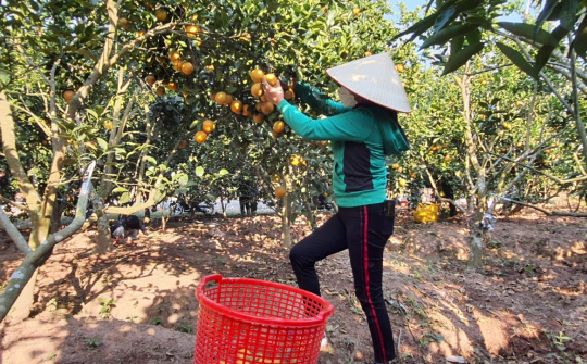Bắc Giang: Hơn 6 nghìn tấn cam, bưởi tiêu thụ thuận lợi