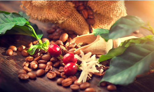 11 tháng, xuất khẩu cà phê đạt 6,32 tỷ USD