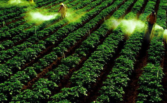 Phân lân Văn Điển: Nâng chất cho nông sản Việt