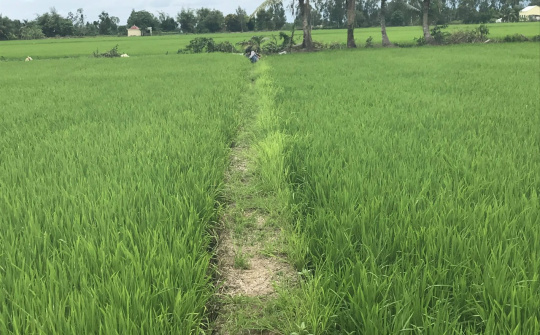 Ở Đồng bằng sông Cửu Long, chỉ trồng lúa có giàu được không?